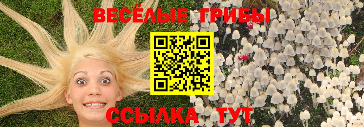 Галлюциногенные грибы Psilocybe Тимашёвск